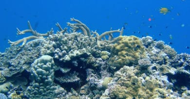 photo de corail par Bastien Mérigot