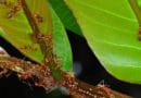 Philosophie et pédagogie du parcours EcoSystèmes