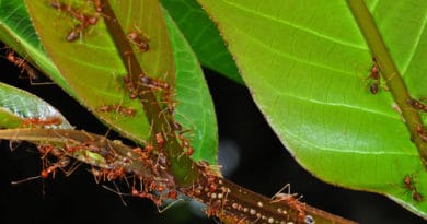 fourmis en forêt - Photo Thibaud Decaens