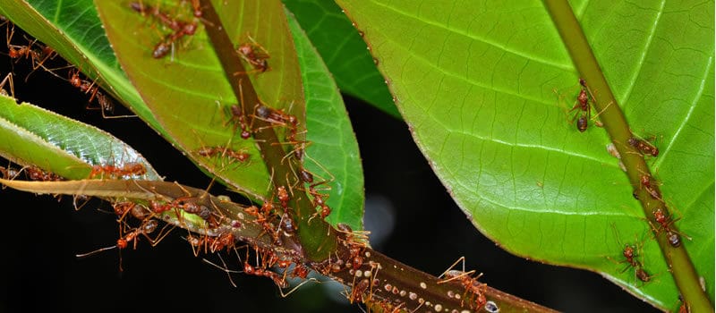 fourmis en forêt - Photo Thibaud Decaens