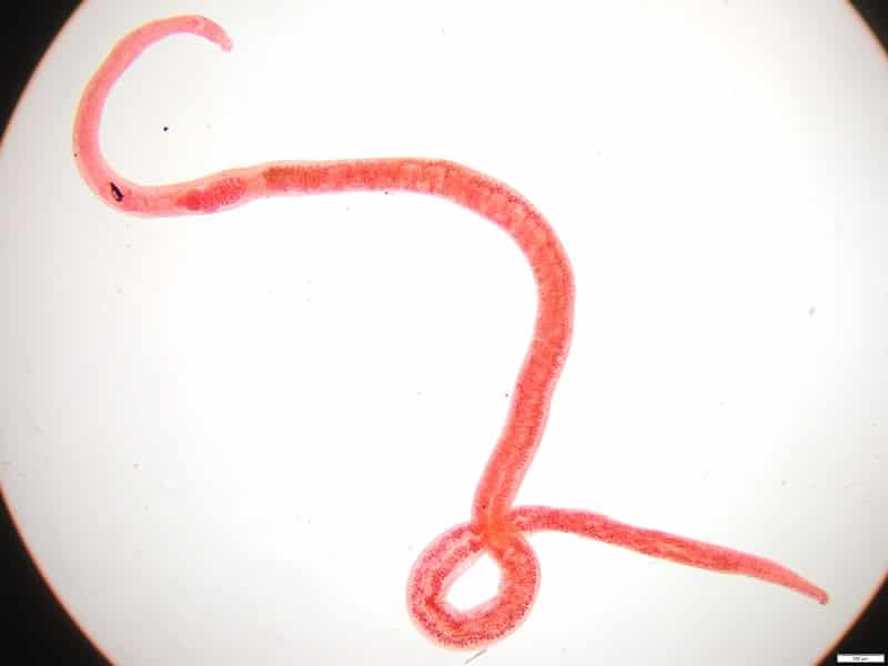 Une femelle Schistosome
